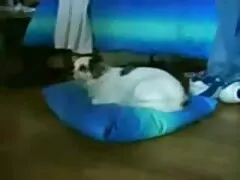 סוכן לסבו מוצץ כוס בגבס סרטי סקס חינם אונס